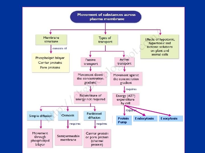 Protein Pump Endocytosis Exocytosis 