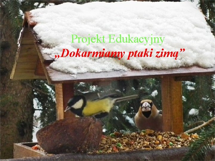 Projekt Edukacyjny „Dokarmiamy ptaki zimą” 