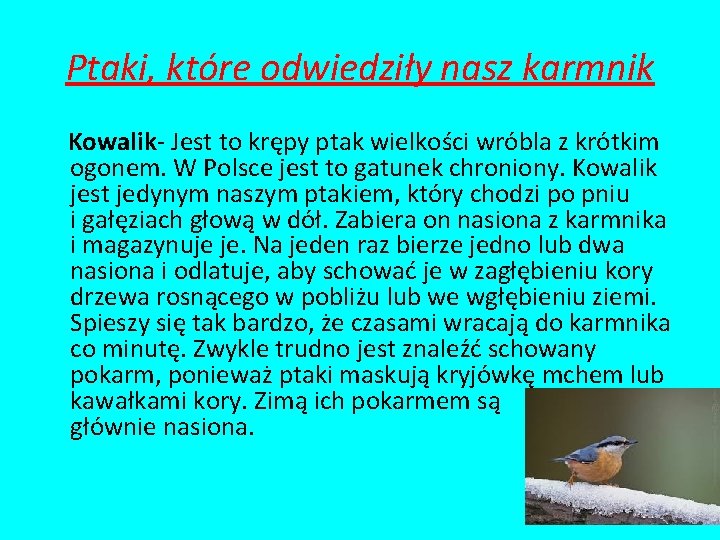 Ptaki, które odwiedziły nasz karmnik Kowalik- Jest to krępy ptak wielkości wróbla z krótkim