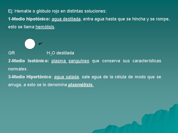 Ej: Hematíe o glóbulo rojo en distintas soluciones: 1 -Medio hipotónico: agua destilada, entra