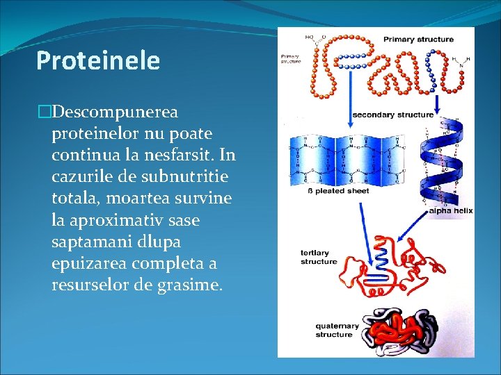 Proteinele �Descompunerea proteinelor nu poate continua la nesfarsit. In cazurile de subnutritie totala, moartea