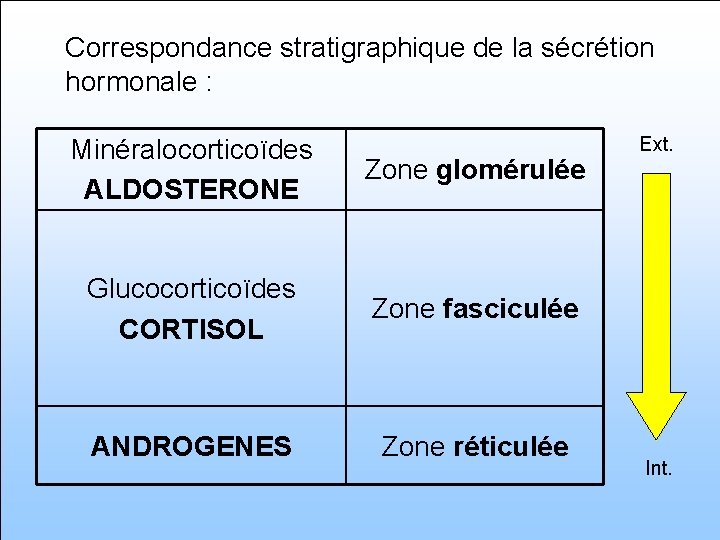 Correspondance stratigraphique de la sécrétion hormonale : Minéralocorticoïdes ALDOSTERONE Zone glomérulée Glucocorticoïdes CORTISOL Zone