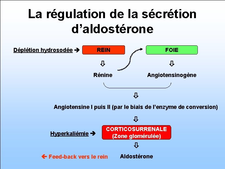 La régulation de la sécrétion d’aldostérone REIN FOIE Rénine Angiotensinogène Déplétion hydrosodée Angiotensine I