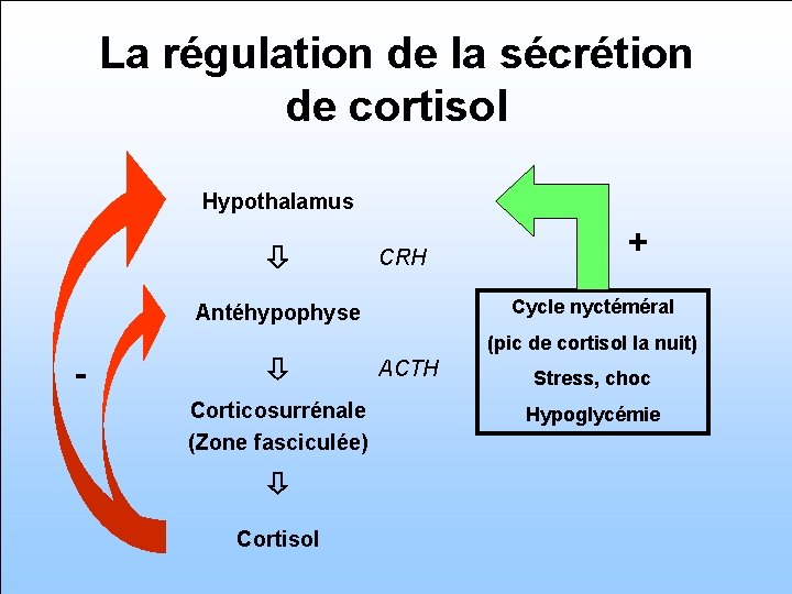 La régulation de la sécrétion de cortisol Hypothalamus CRH Cycle nyctéméral Antéhypophyse - Corticosurrénale