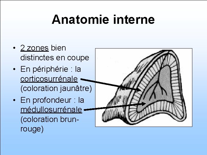 Anatomie interne • 2 zones bien distinctes en coupe • En périphérie : la