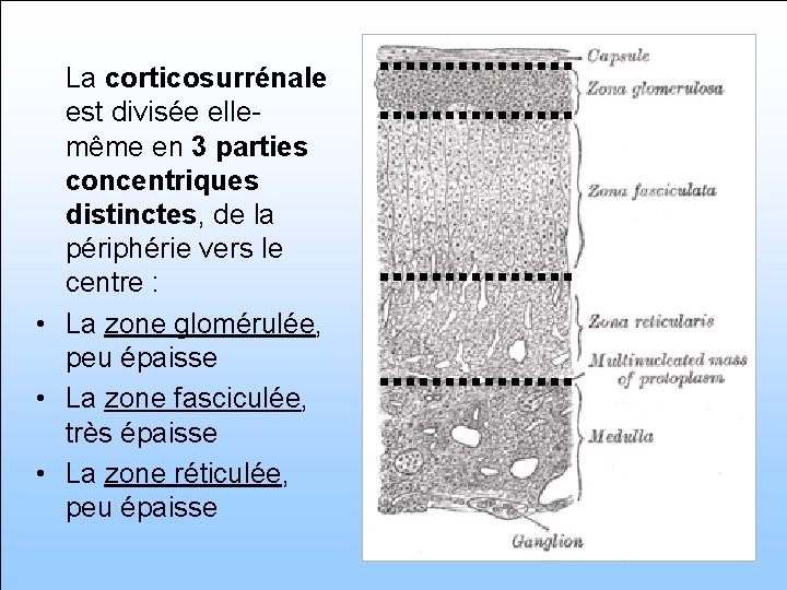 La corticosurrénale est divisée ellemême en 3 parties concentriques distinctes, de la périphérie vers