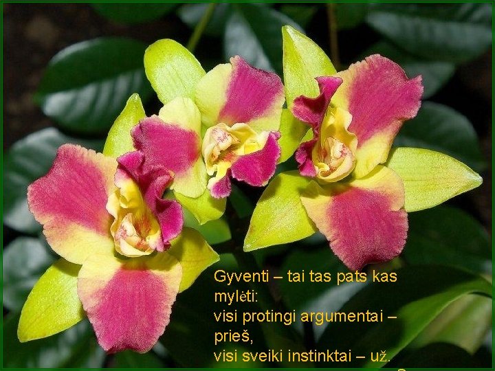 Gyventi – tai tas pats kas mylėti: visi protingi argumentai – prieš, visi sveiki