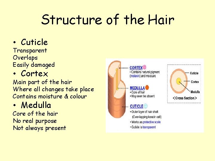 Structure of the Hair • Cuticle Transparent Overlaps Easily damaged • Cortex Main part