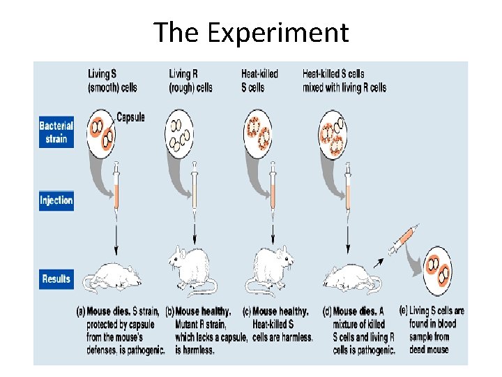 The Experiment The Experiment