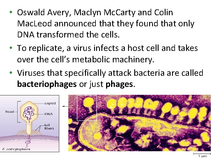 • Oswald Avery, Maclyn Mc. Carty and Colin Mac. Leod announced that they • Oswald Avery, Maclyn Mc. Carty and Colin Mac. Leod announced that they