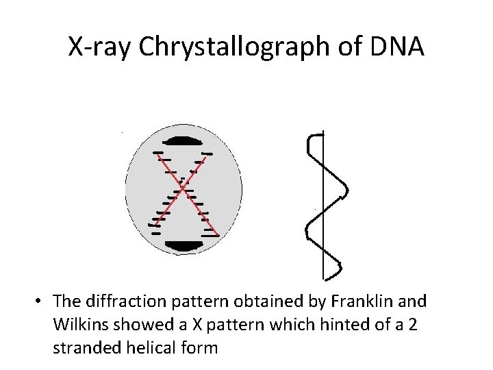 X-ray Chrystallograph of DNA • The diffraction pattern obtained by Franklin and Wilkins showed X-ray Chrystallograph of DNA • The diffraction pattern obtained by Franklin and Wilkins showed