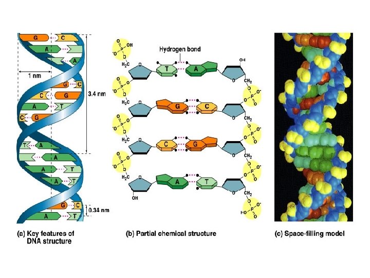• Hydrogen bonding between purines and pyrimidines established the appropriate pairs and reinforced • Hydrogen bonding between purines and pyrimidines established the appropriate pairs and reinforced