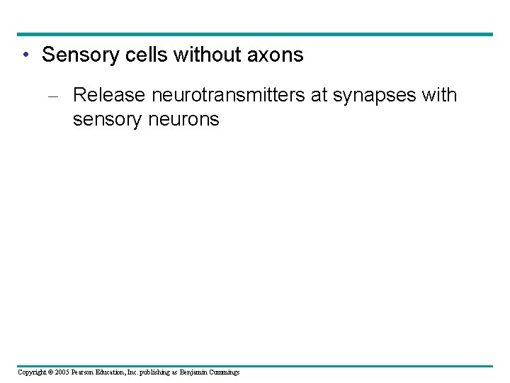  • Sensory cells without axons – Release neurotransmitters at synapses with sensory neurons