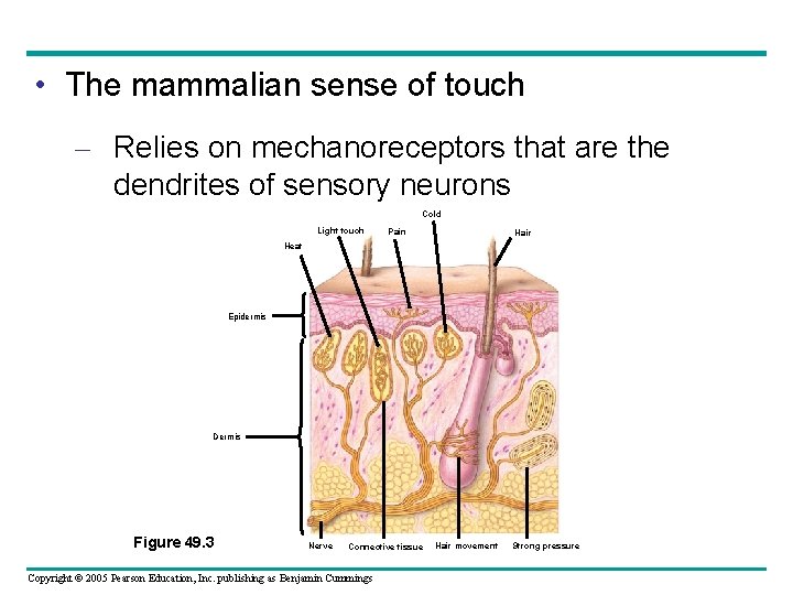  • The mammalian sense of touch – Relies on mechanoreceptors that are the