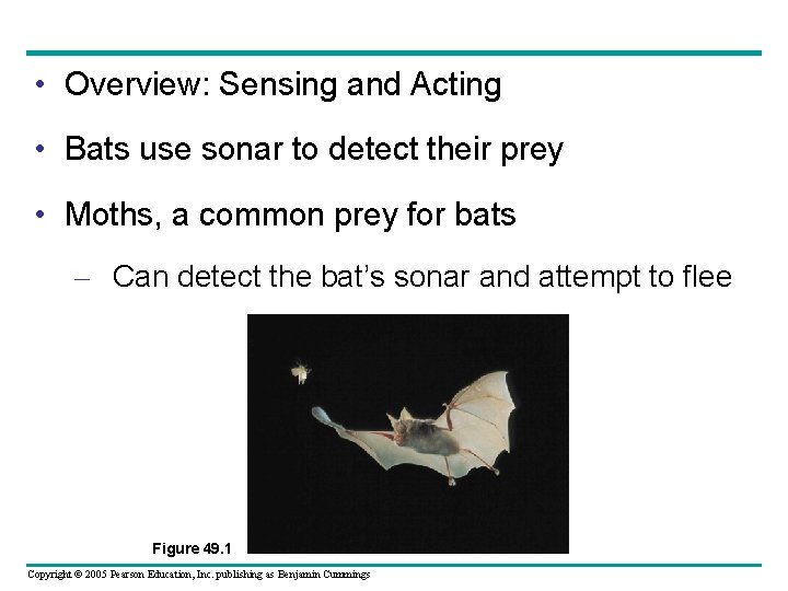  • Overview: Sensing and Acting • Bats use sonar to detect their prey