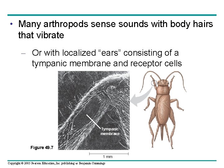  • Many arthropods sense sounds with body hairs that vibrate – Or with