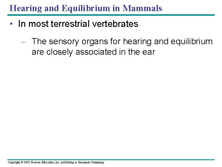 Hearing and Equilibrium in Mammals • In most terrestrial vertebrates – The sensory organs