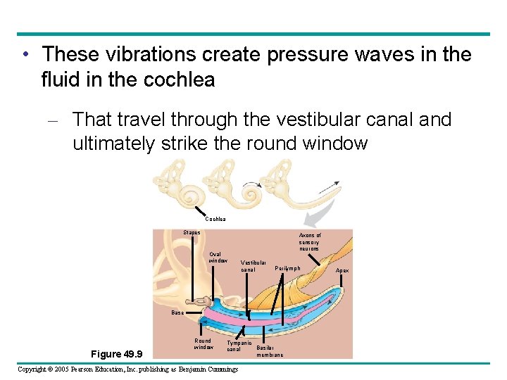  • These vibrations create pressure waves in the fluid in the cochlea –