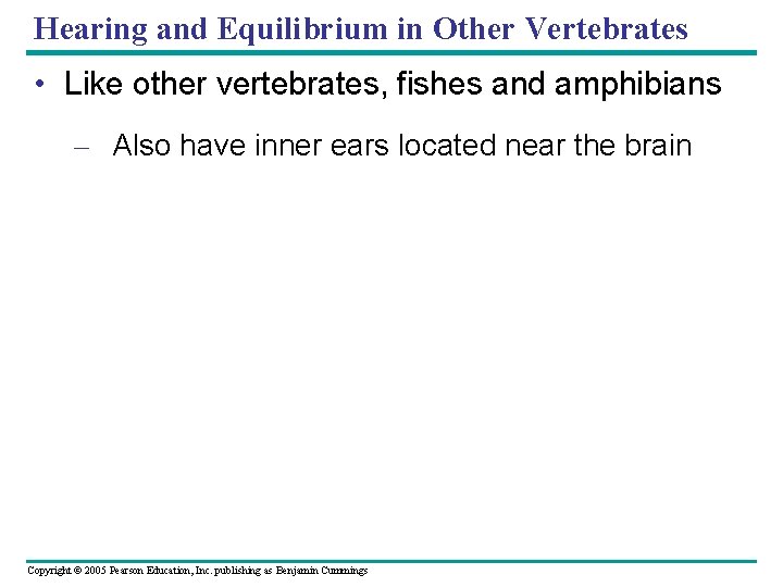 Hearing and Equilibrium in Other Vertebrates • Like other vertebrates, fishes and amphibians –