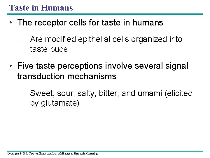 Taste in Humans • The receptor cells for taste in humans – Are modified