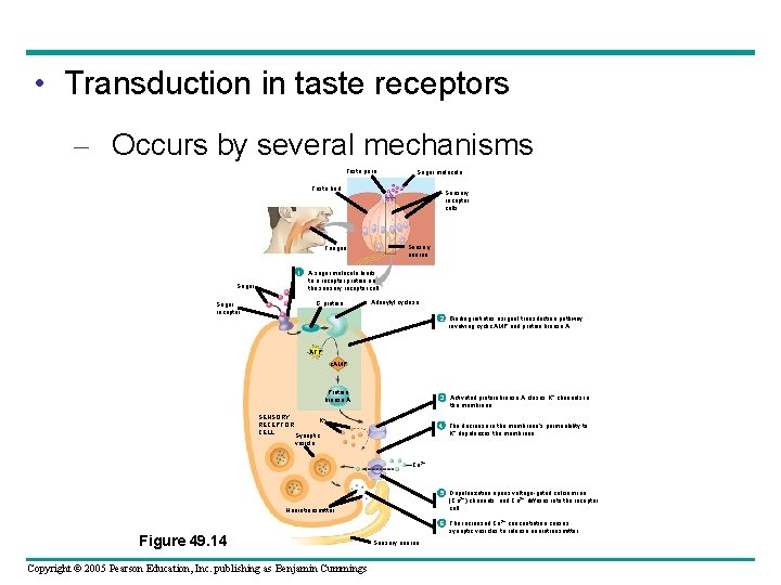  • Transduction in taste receptors – Occurs by several mechanisms Taste pore Sugar