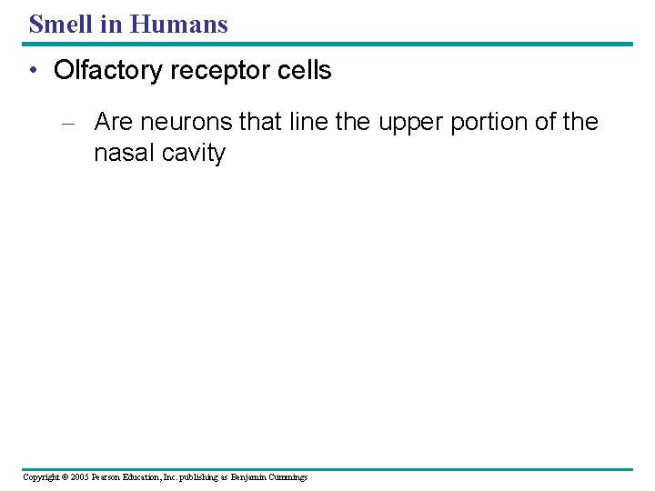 Smell in Humans • Olfactory receptor cells – Are neurons that line the upper