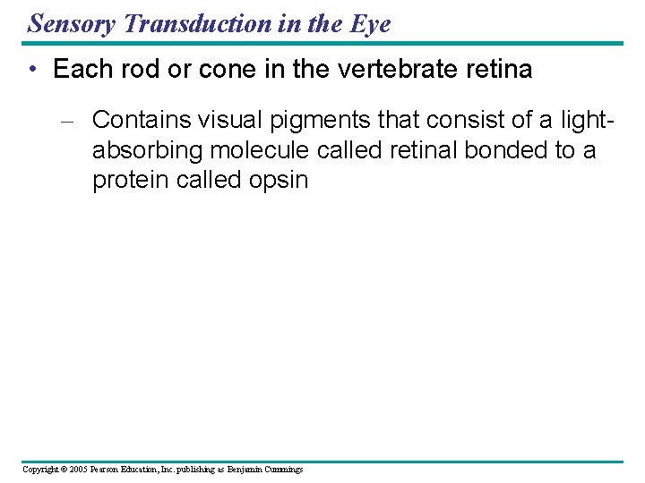 Sensory Transduction in the Eye • Each rod or cone in the vertebrate retina