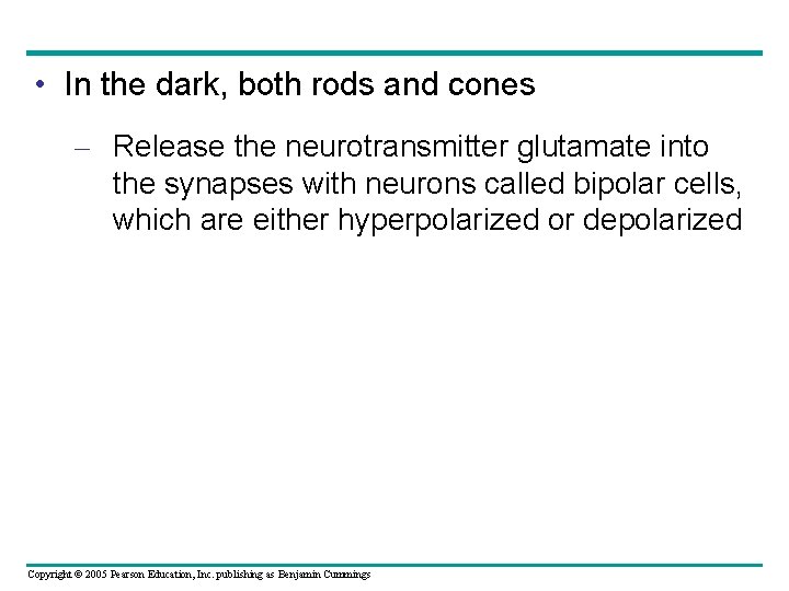  • In the dark, both rods and cones – Release the neurotransmitter glutamate