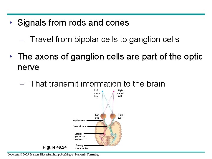  • Signals from rods and cones – Travel from bipolar cells to ganglion