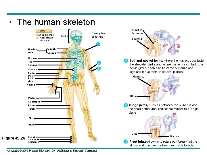 • The human skeleton key Axial skeleton Appendicular skeleton Skull Examples of joints