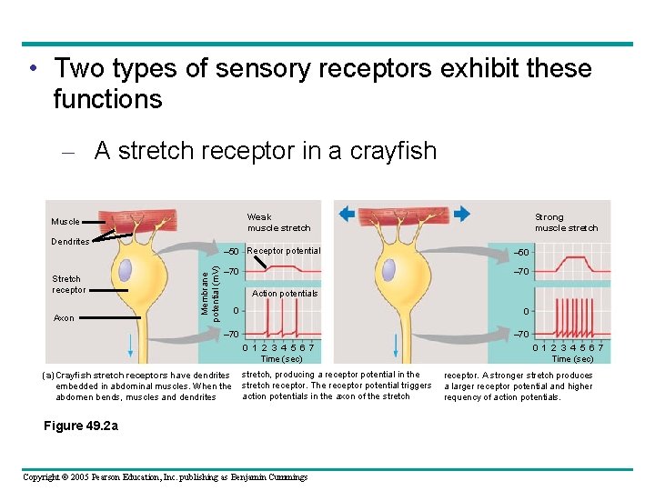  • Two types of sensory receptors exhibit these functions – A stretch receptor