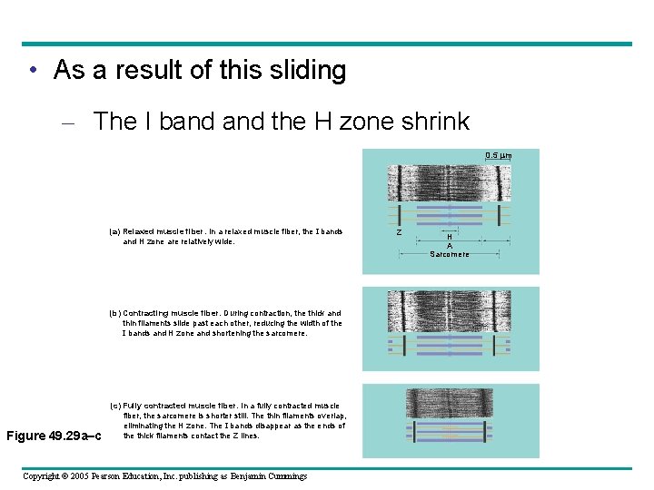  • As a result of this sliding – The I band the H