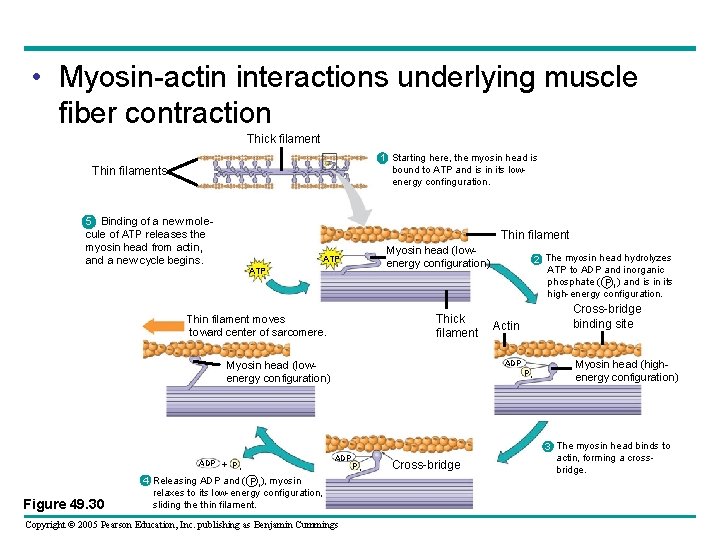  • Myosin-actin interactions underlying muscle fiber contraction Thick filament 1 Starting here, the