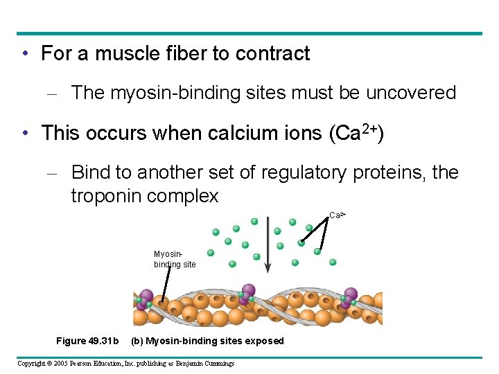  • For a muscle fiber to contract – The myosin-binding sites must be