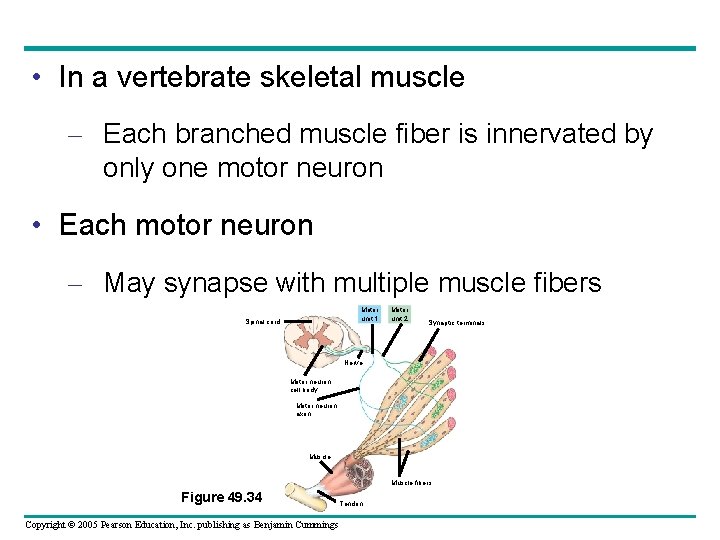  • In a vertebrate skeletal muscle – Each branched muscle fiber is innervated