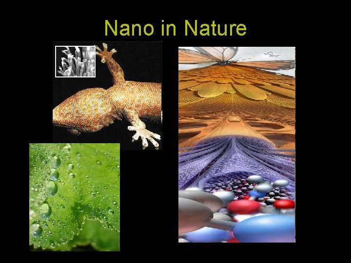 Nano in Nature 