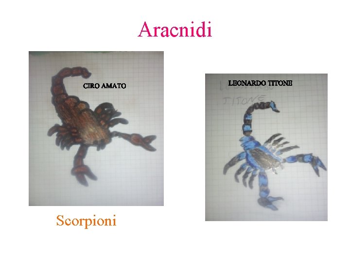 Aracnidi Scorpioni 