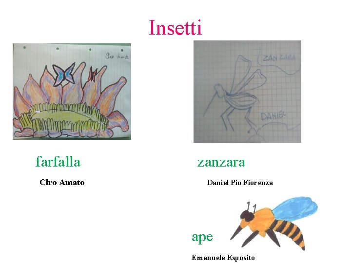 Insetti farfalla Ciro Amato zanzara Daniel Pio Fiorenza ape Emanuele Esposito 