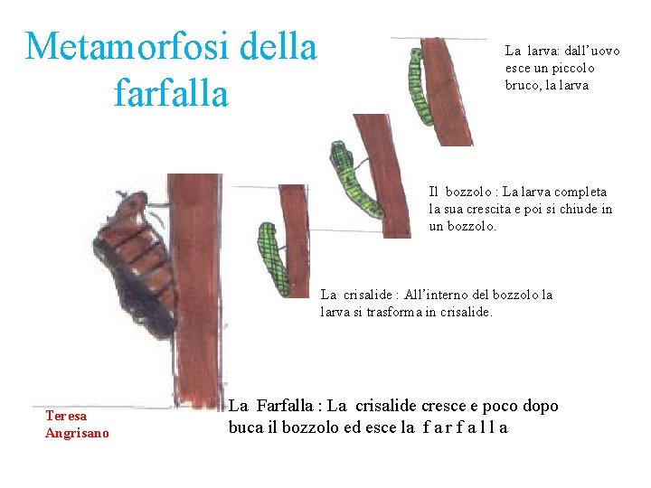 Metamorfosi della farfalla La larva: dall’uovo esce un piccolo bruco, la larva Il bozzolo