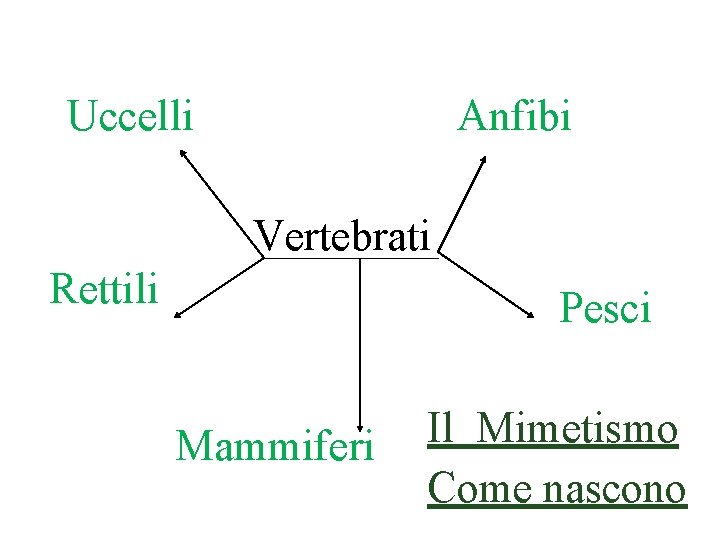 Uccelli Anfibi Vertebrati Rettili Pesci Mammiferi Il Mimetismo Come nascono 