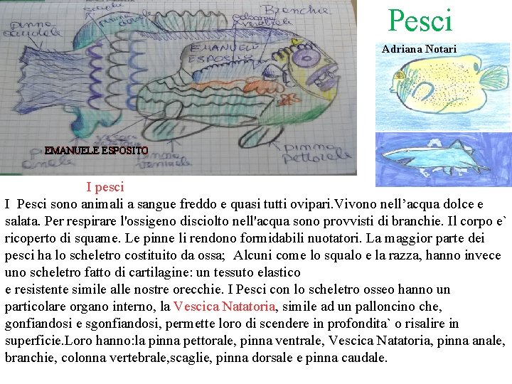 Pesci Adriana Notari EMANUELE ESPOSITO I pesci I Pesci sono animali a sangue freddo
