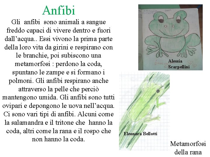 Anfibi Gli anfibi sono animali a sangue freddo capaci di vivere dentro e fuori