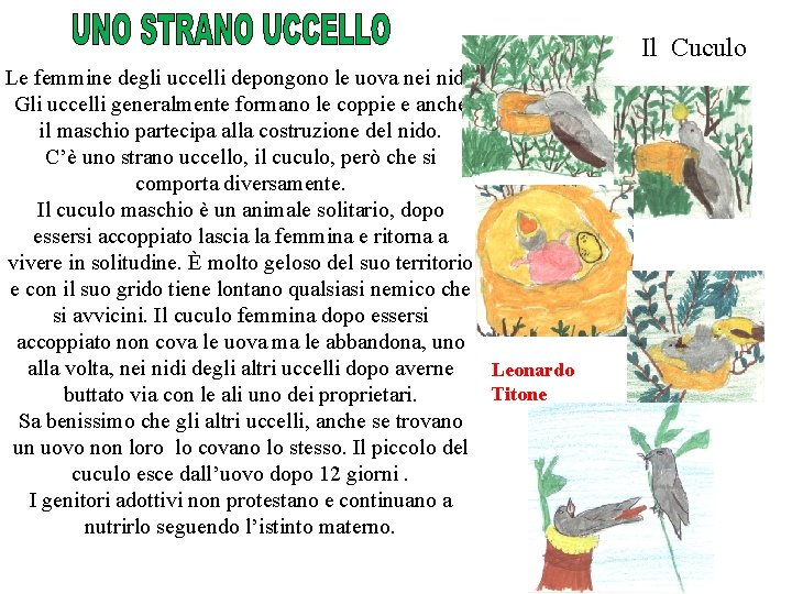 Il Cuculo Le femmine degli uccelli depongono le uova nei nidi. Gli uccelli generalmente