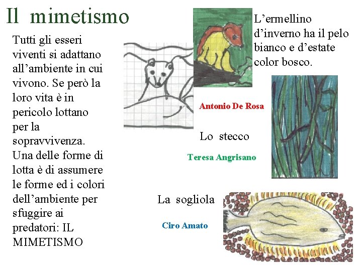 Il mimetismo Tutti gli esseri viventi si adattano all’ambiente in cui vivono. Se però