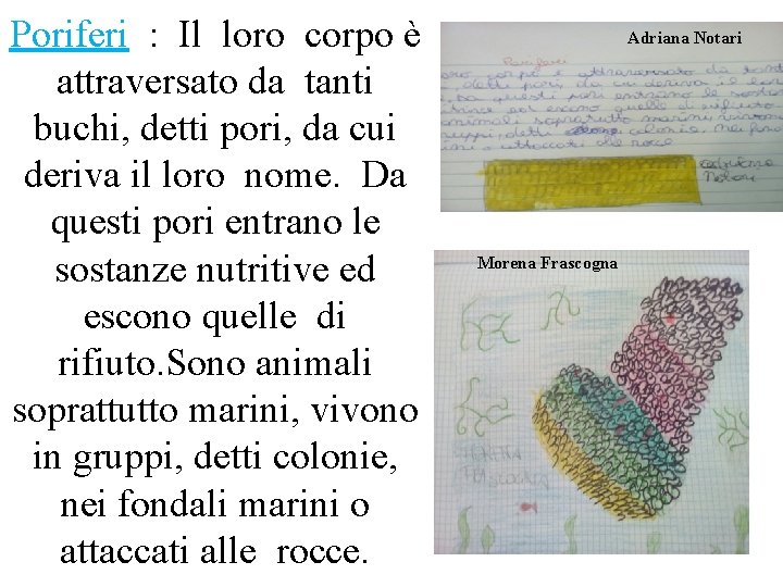 Poriferi : Il loro corpo è attraversato da tanti buchi, detti pori, da cui