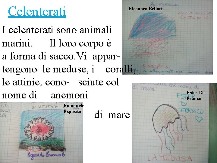 Celenterati Eleonora Bellotti I celenterati sono animali marini. Il loro corpo è a forma