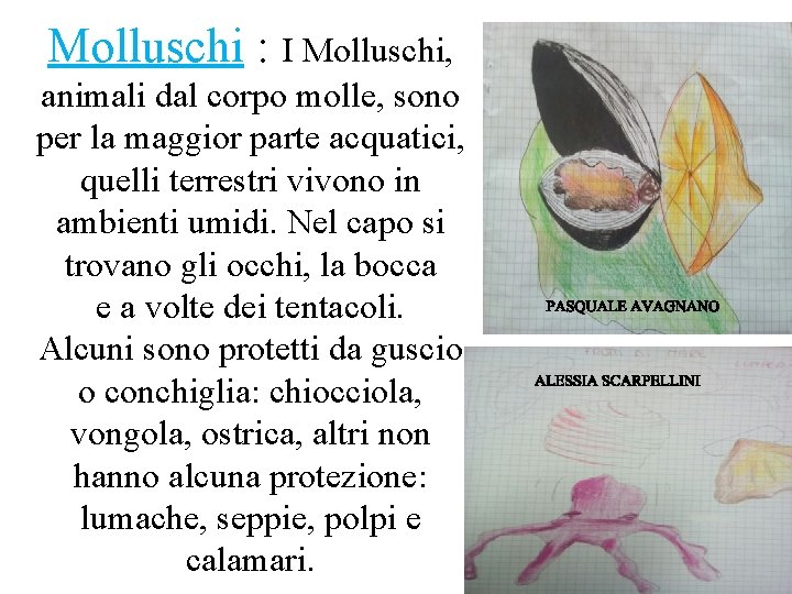 Molluschi : I Molluschi, animali dal corpo molle, sono per la maggior parte acquatici,