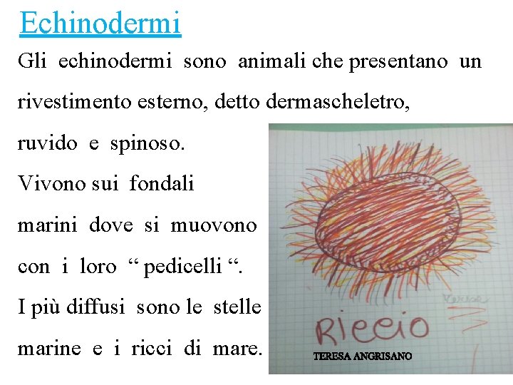 Echinodermi Gli echinodermi sono animali che presentano un rivestimento esterno, detto dermascheletro, ruvido e