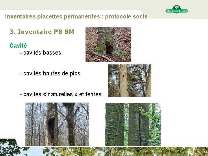 Inventaires placettes permanentes : protocole socle 3. Inventaire PB BM Cavité - cavités basses