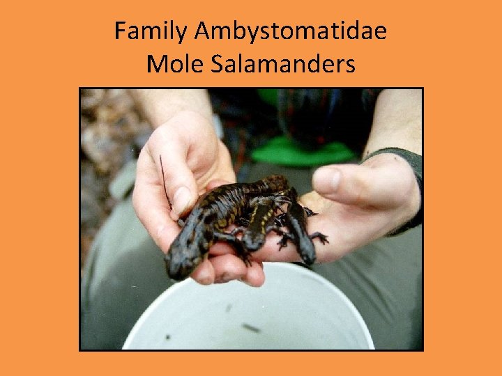 Family Ambystomatidae Mole Salamanders 